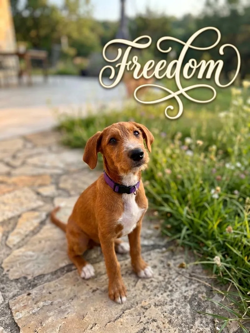 Freedom thumbnail 2