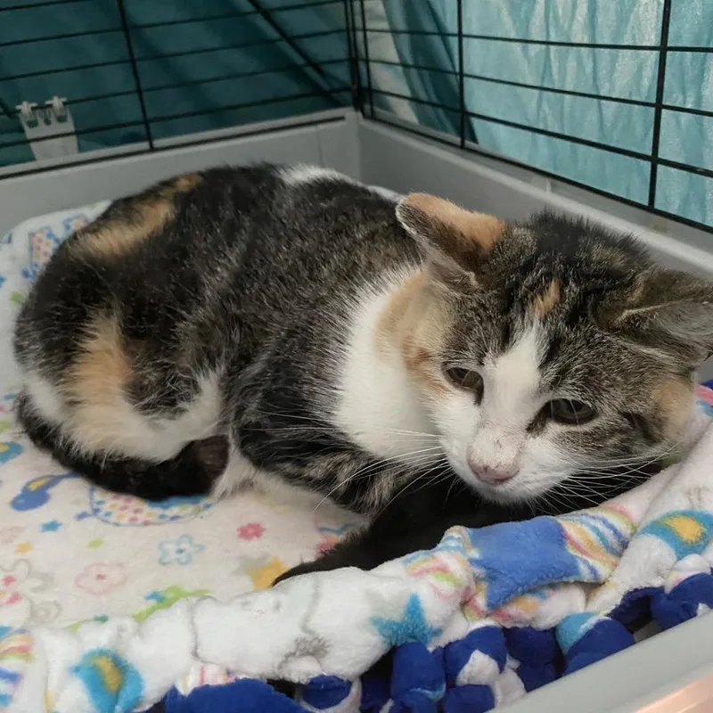 A senior medium-sized female Domestic Short Hair cat named Kia for adoption in Norfolk, NE