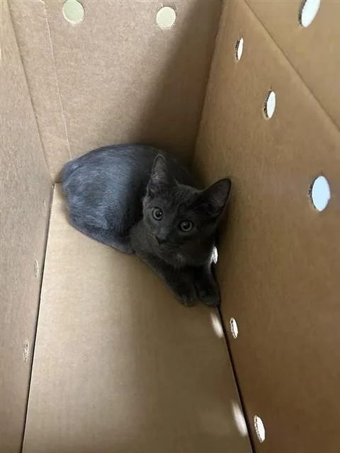 A baby small-sized male Domestic Short Hair cat named Seymour for adoption in Sacramento, CA