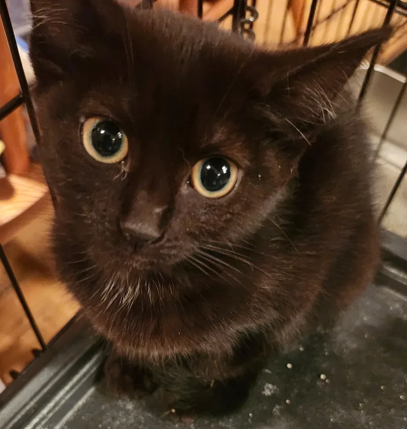 Pixie