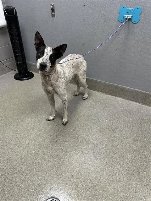 A young large-sized male Australian Cattle Dog / Blue Heeler dog named Boba for adoption in Las Vegas, NV