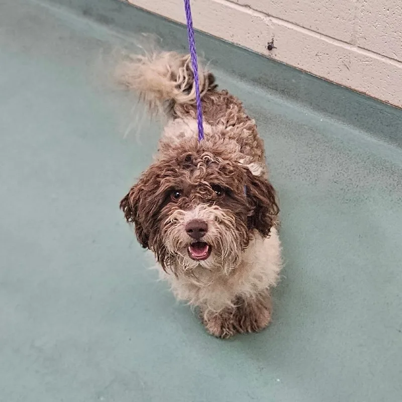 A young small-sized male Mixed Breed dog named Bingo for adoption in Memphis, TN