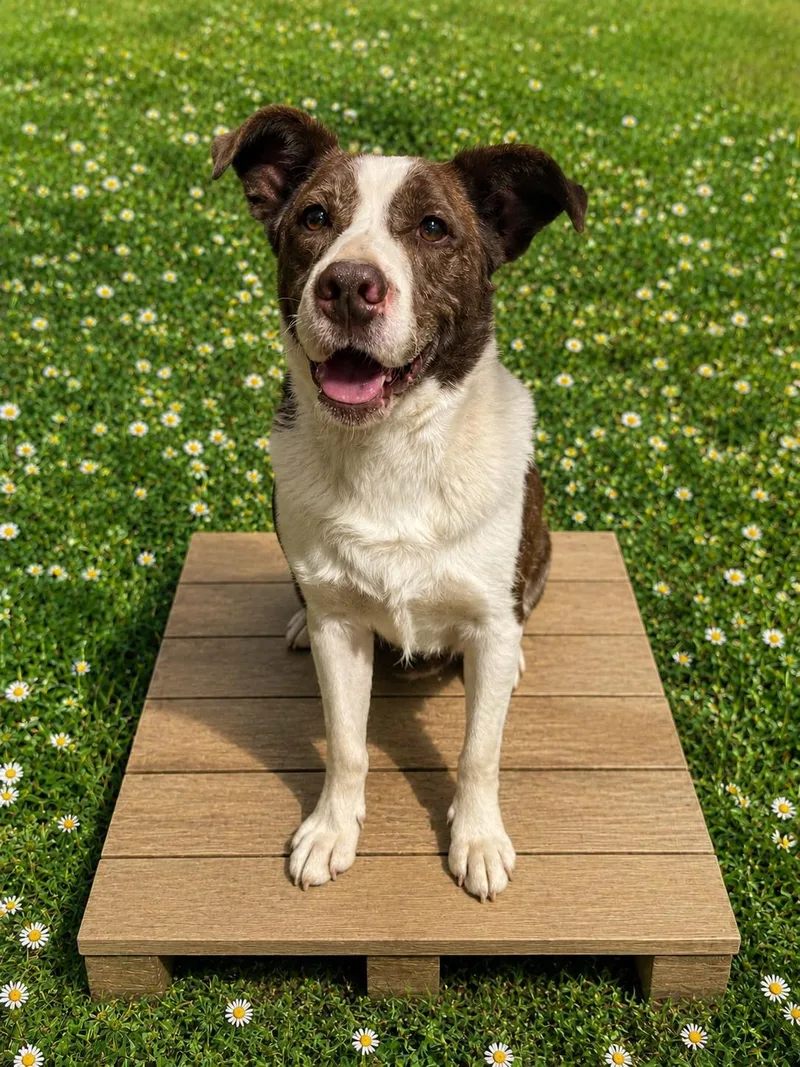 An adult large-sized male Pit Bull Terrier dog named Buster for adoption in Colville , WA