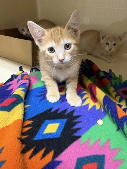 A baby medium-sized male Domestic Short Hair cat named Montague for adoption in Pequot Lakes, MN