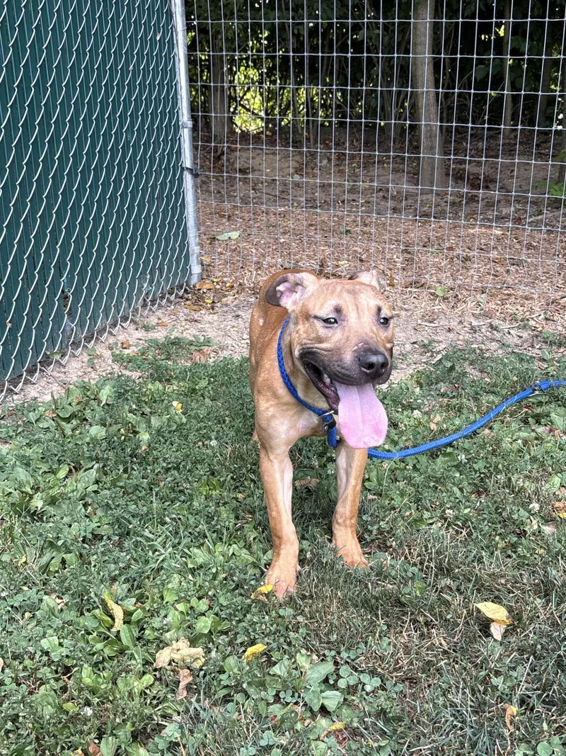 A young medium-sized male Golden Mixed Breed dog named Baxter for adoption in Myerstown, PA