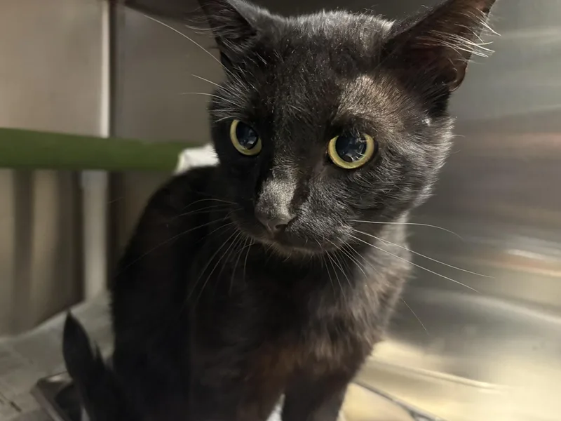 An adult medium-sized male Domestic Short Hair cat named "Ozzy Pawsborne" for adoption in Leavenworth, KS