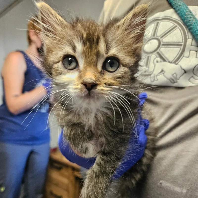 A baby small-sized female Gray / Blue / Silver Domestic Long Hair cat named Emma for adoption in Hattiesburg, MS