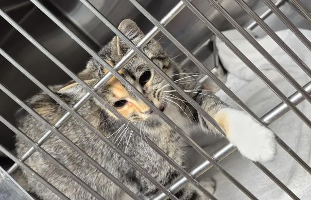 A young medium-sized female Domestic Short Hair cat named Tammy for adoption in Decatur, IL