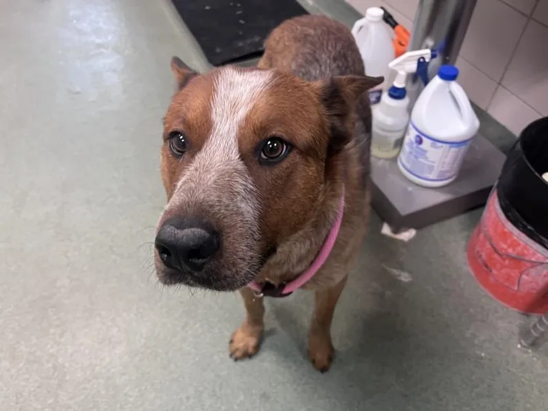 A young medium-sized male Mixed Breed dog named Torch for adoption in Santa Fe, NM