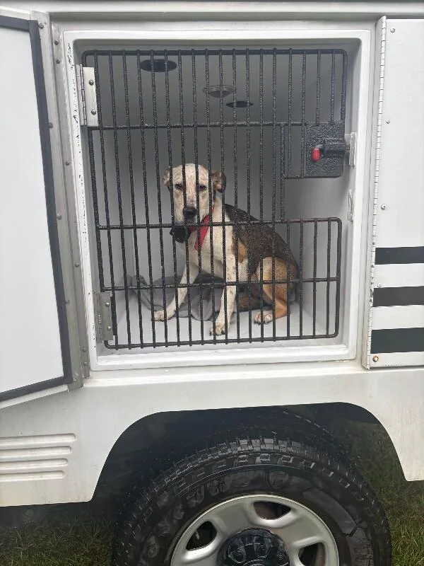 An adult medium-sized female Brown / Chocolate Mixed Breed dog named Layla for adoption in Mobile, AL