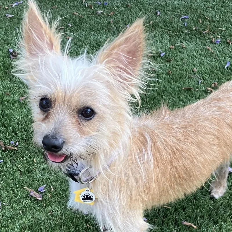 A young small-sized male Golden Yorkshire Terrier dog named Sammy for adoption in Santa Monica, CA