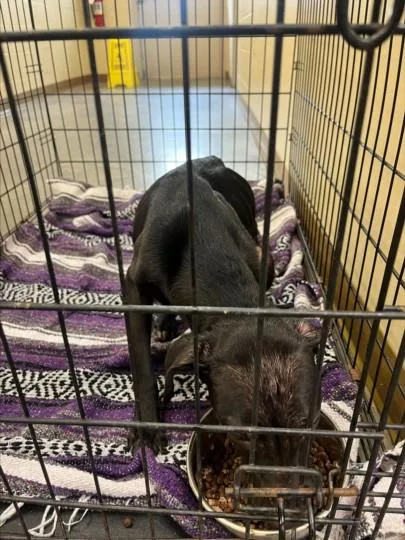 A young medium-sized female Pit Bull Terrier dog named Dalilah for adoption in Texas City, TX