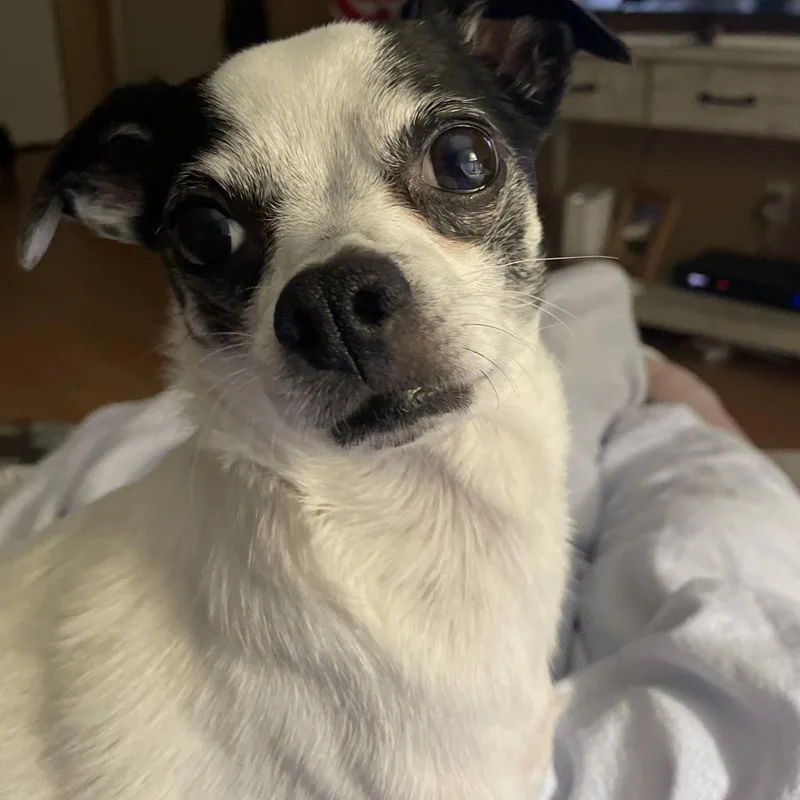 Bugsy Malone thumbnail 2