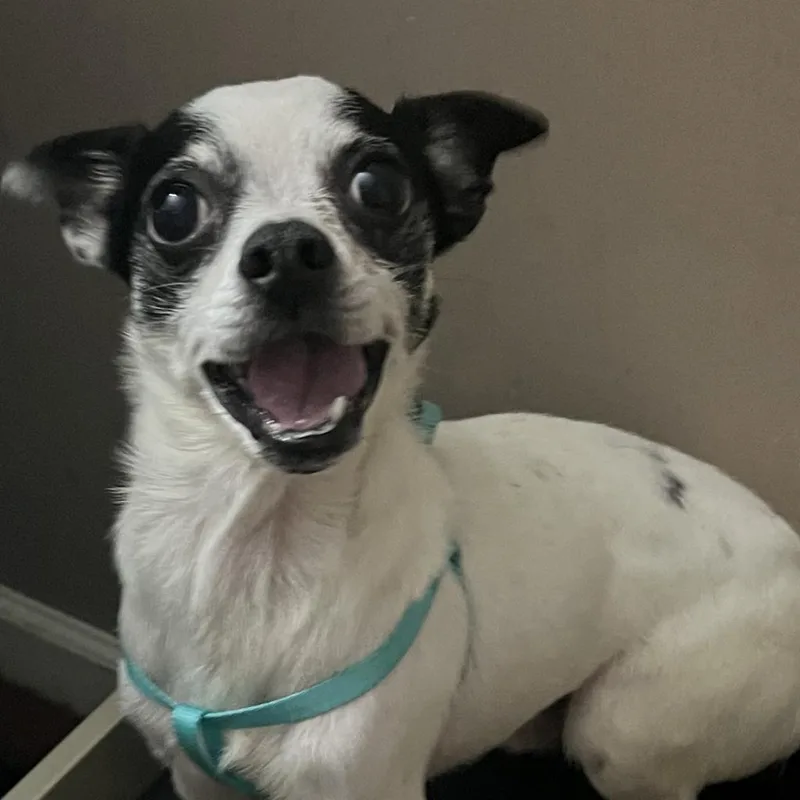 Bugsy Malone thumbnail 4