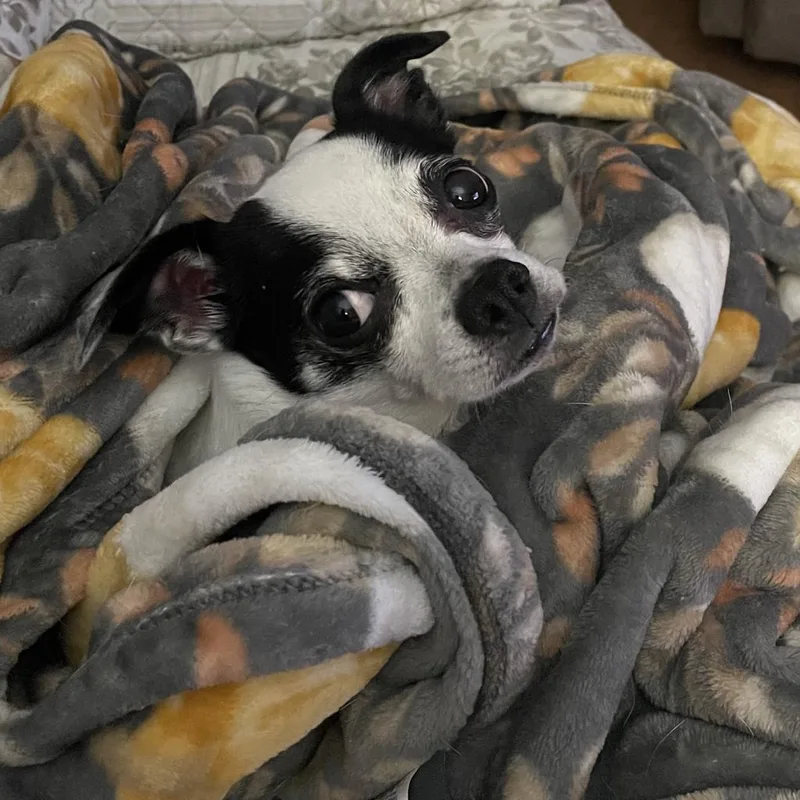 Bugsy Malone thumbnail 5