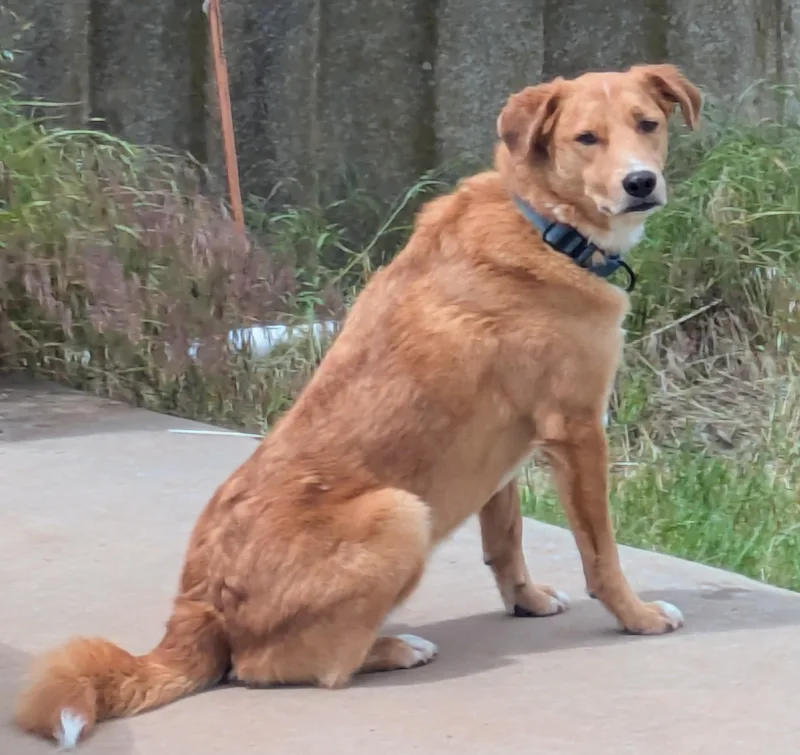 Rowdy Bee thumbnail 2