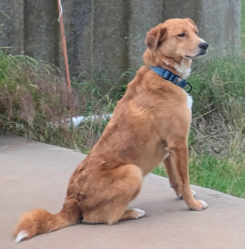 Rowdy Bee thumbnail 3