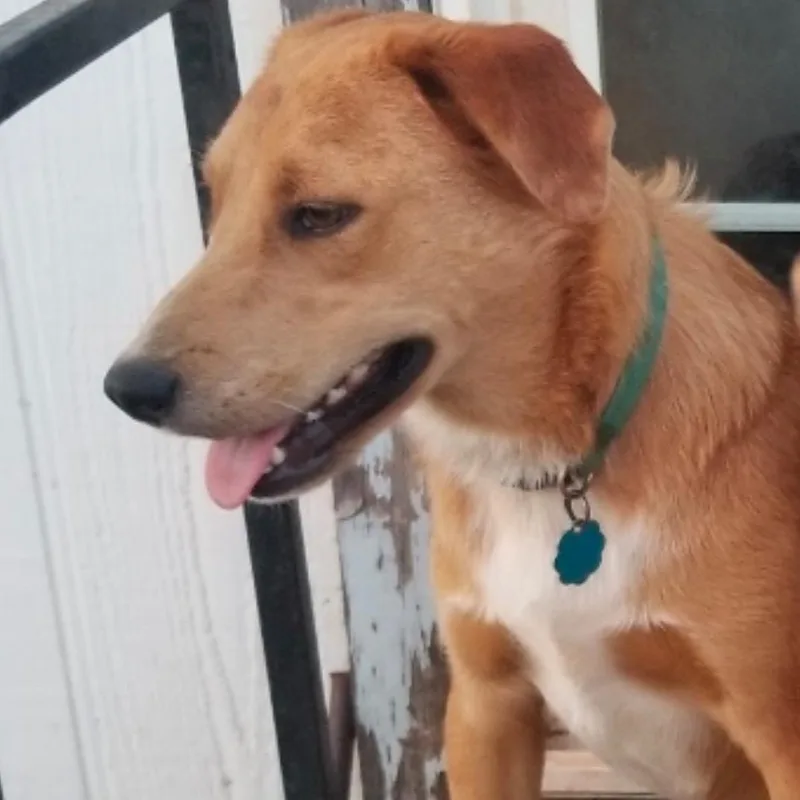 Rowdy Bee thumbnail 4