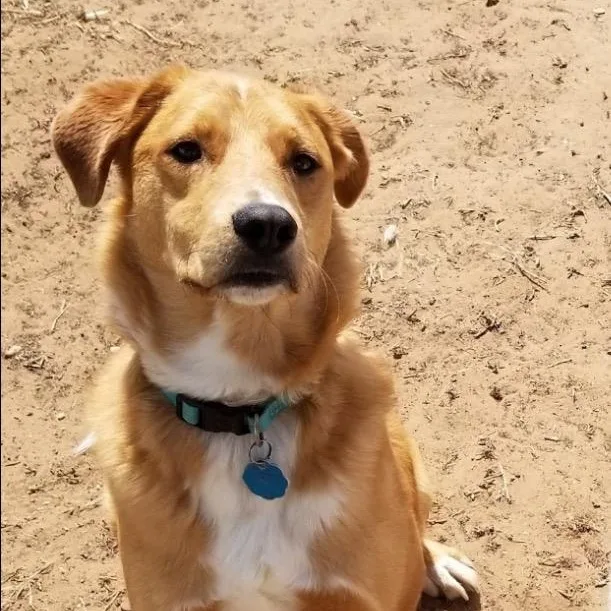 Rowdy Bee thumbnail 5