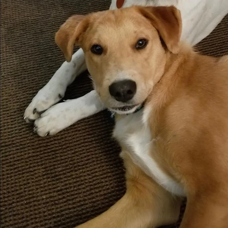 Rowdy Bee thumbnail 6