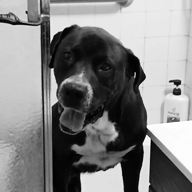 An adult large-sized male Black Labrador Retriever dog named Samuel for adoption in Bellflower, CA