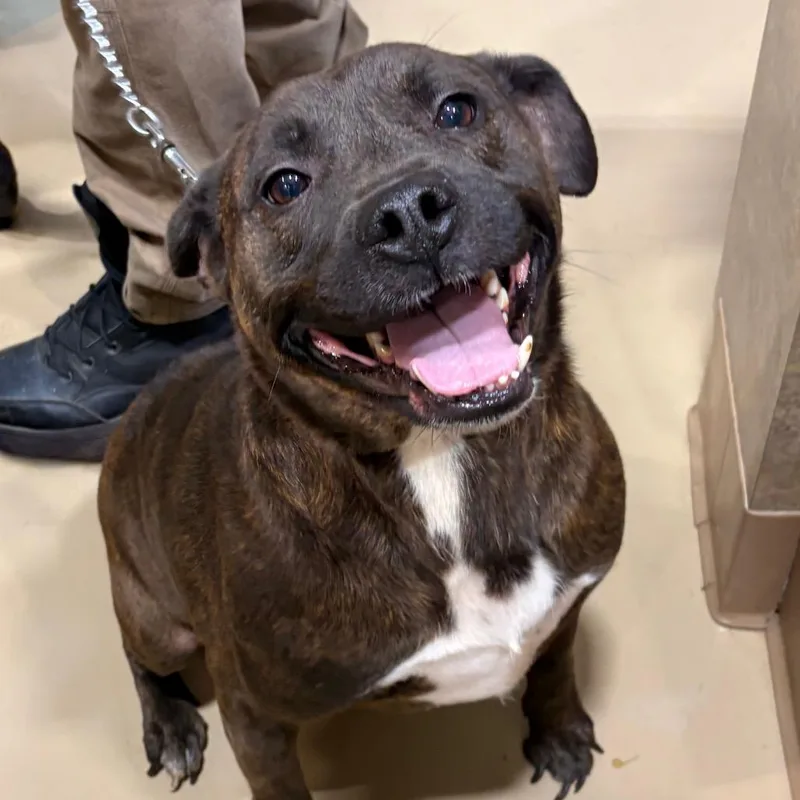 An adult medium-sized male Black Mixed Breed dog named Apollo for adoption in Winston-Salem, NC