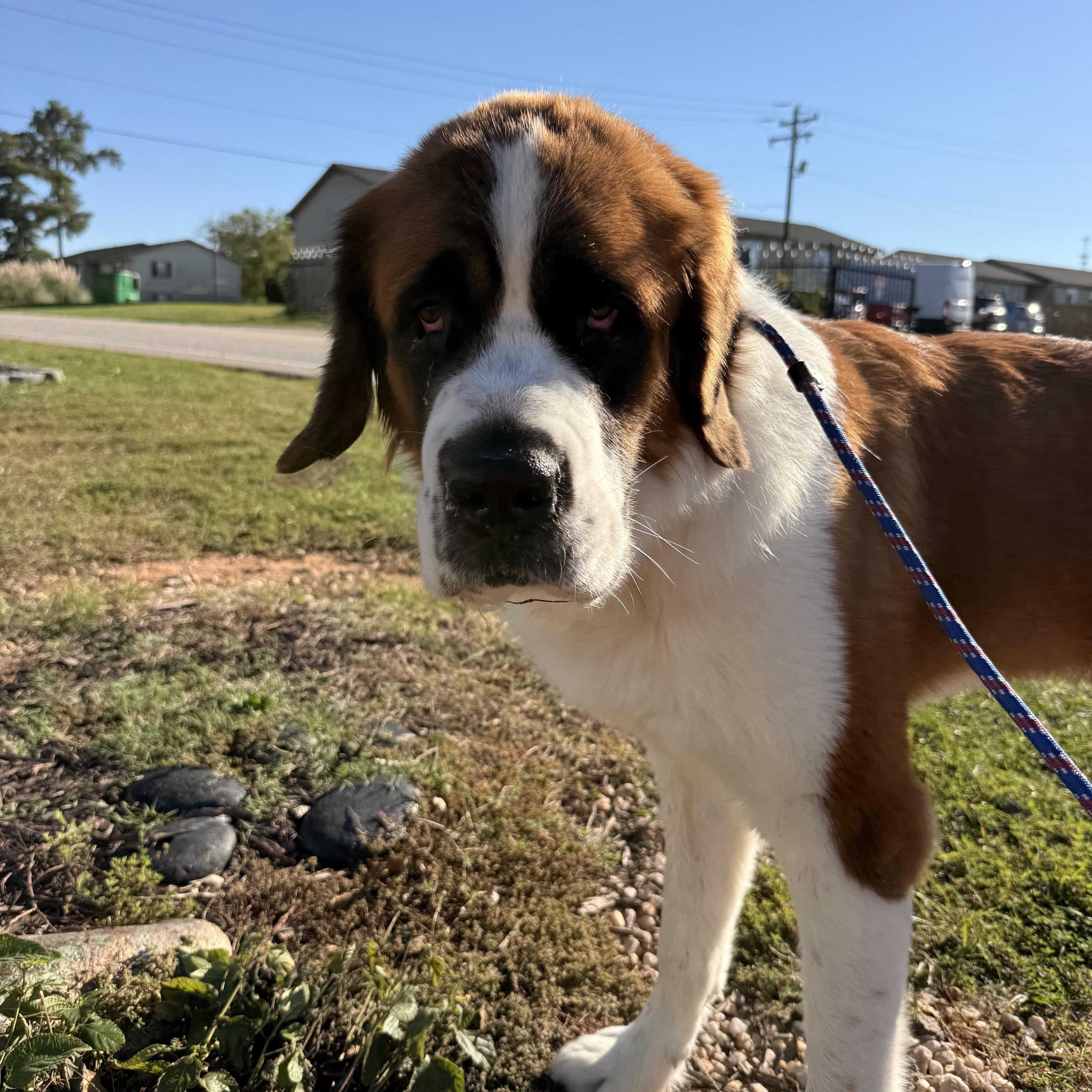 An adult extra large-sized female Brown / Chocolate Saint Bernard dog named Clara for adoption in Columbia, SC