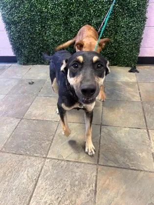 A young medium-sized female Black Shepherd dog named 61402017 for adoption in El Paso, TX