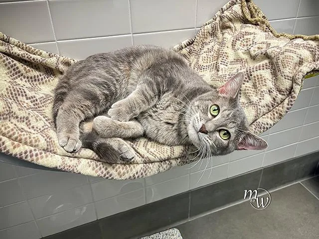 An adult medium-sized female Domestic Short Hair cat named Freya for adoption in Omaha, NE