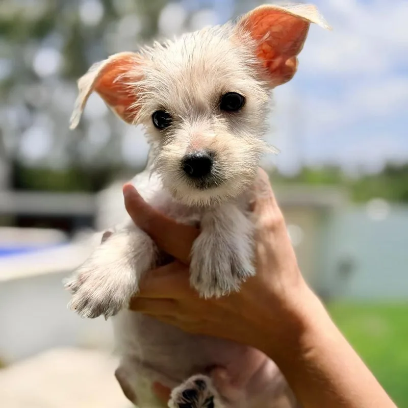 A baby small-sized male White / Cream Maltese dog named Polar for adoption in Manvel, TX