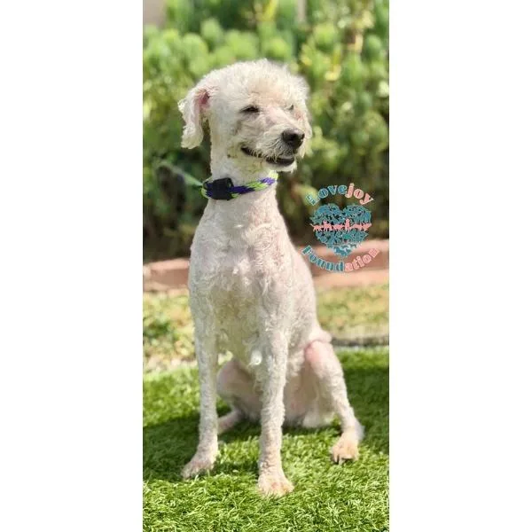 A senior small-sized female White / Cream Miniature Poodle dog named Tiffany for adoption in Inglewood, CA