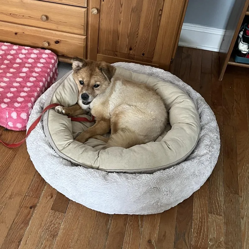 A senior small-sized female Brown / Chocolate Terrier dog named Molly for adoption in Parkton, MD