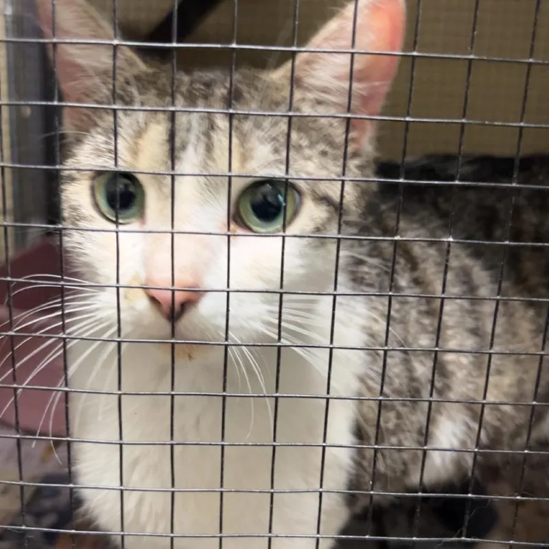 A baby medium-sized female Brown / Chocolate Domestic Short Hair cat named Leigh for adoption in Monroeville, AL