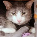 An adult medium-sized male Domestic Short Hair cat named Gizmo for adoption in Hilliard, OH