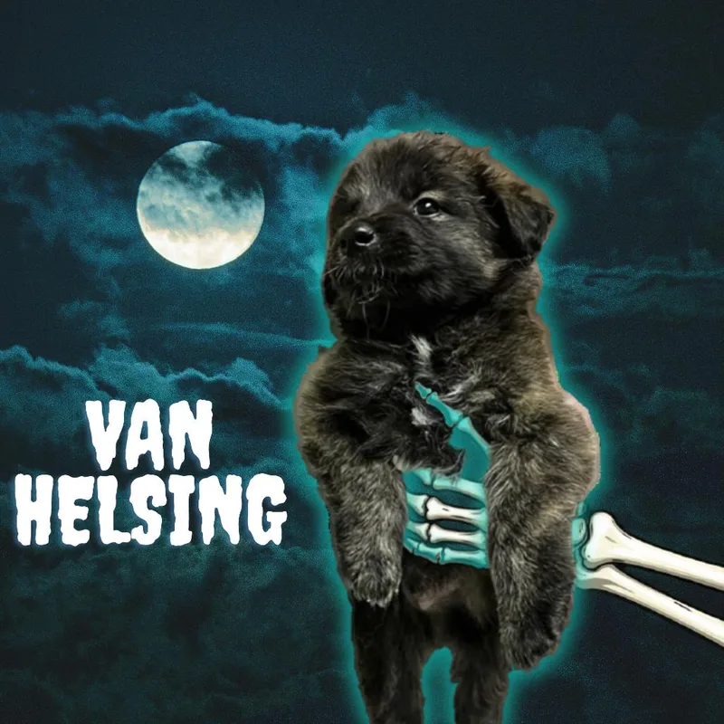 A baby small-sized male Brown / Chocolate Mixed Breed dog named Van Helsing for adoption in Tempe, AZ