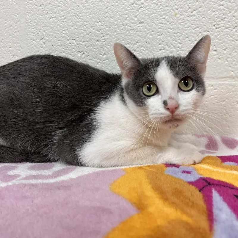 An adult medium-sized female Gray / Blue / Silver Domestic Short Hair cat named Marana for adoption in Harrisonburg, VA