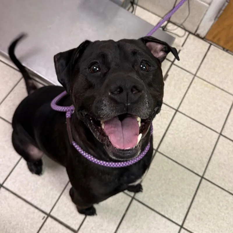 An adult large-sized male Black Mixed Breed dog named Sparky for adoption in Charleston, WV