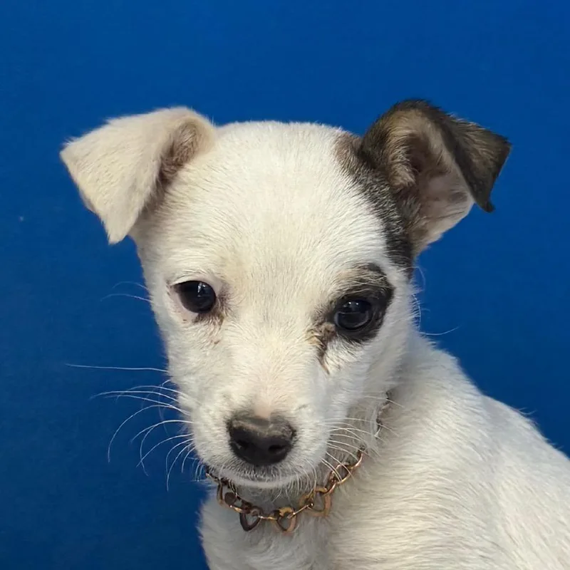 A baby small-sized female White / Cream Mixed Breed dog named Ms Vienna for adoption in Las Cruces, NM