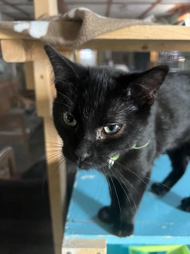 A baby medium-sized male Domestic Short Hair cat named Kearney for adoption in Rice Lake, WI