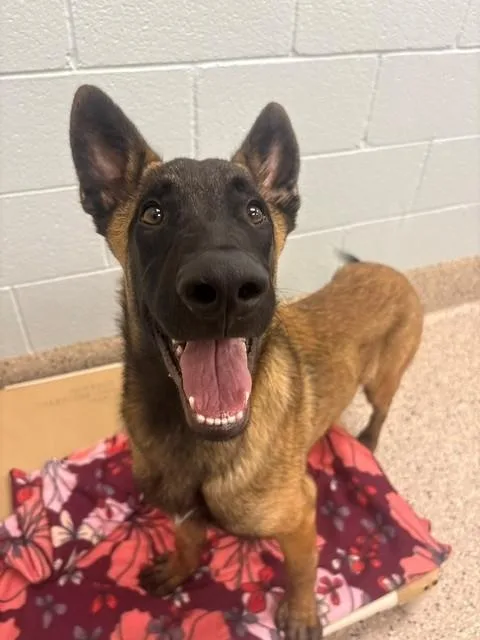 A young medium-sized male Belgian Shepherd / Malinois dog named Reggie for adoption in Brighton, CO