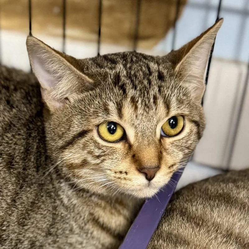 A young small-sized female Domestic Short Hair cat named Carolina for adoption in Miami, FL