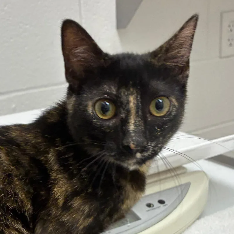 A baby small-sized female Domestic Short Hair cat named Jo jo for adoption in Corpus Christi, TX