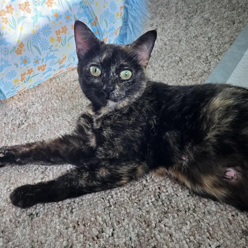 A young medium-sized female Black Tortoiseshell cat named Smore for adoption in Swartz Creek, MI
