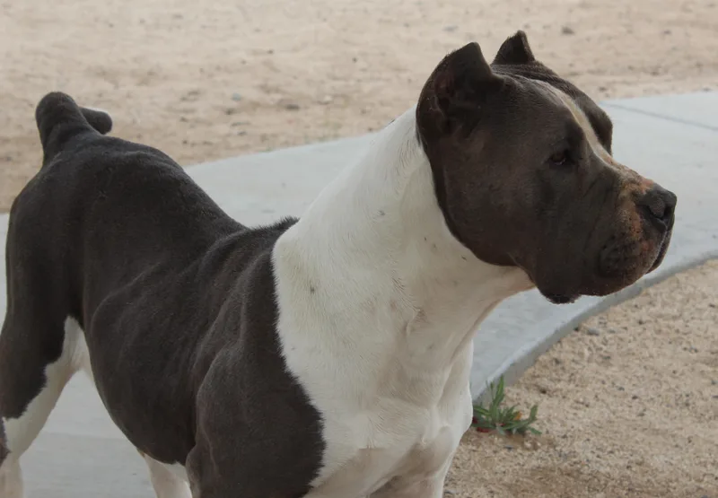 An adult large-sized female Gray / Blue / Silver Pit Bull Terrier dog named Fiona for adoption in Yucca Valley, CA