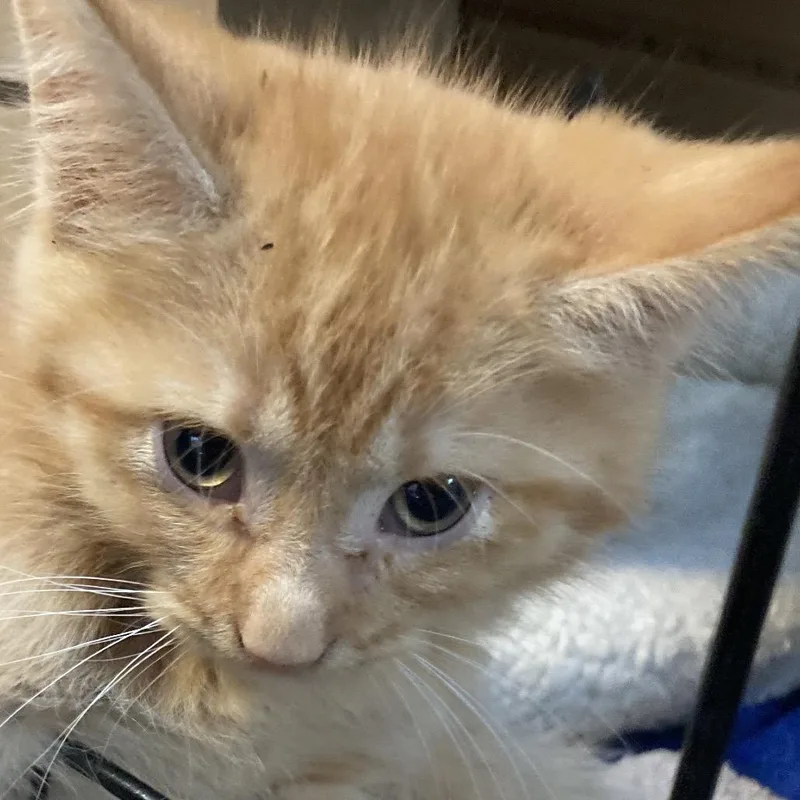 A baby small-sized male Orange / Red Domestic Medium Hair cat named Buddy for adoption in Marion, IL