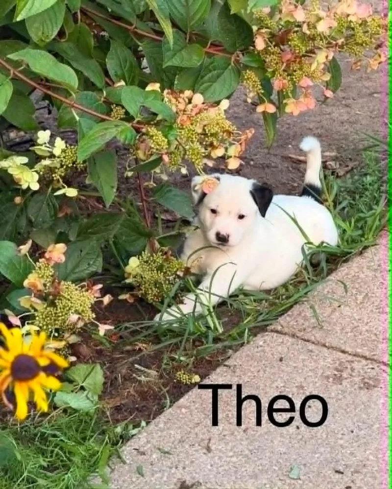 A baby small-sized male Border Collie dog named Theo for adoption in Hillsdale, IN