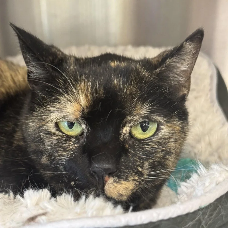 An adult medium-sized female Domestic Short Hair cat named Rosie for adoption in Winchendon, MA