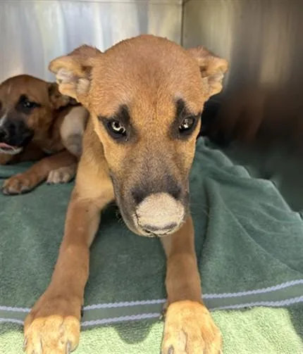 A baby large-sized female Pit Bull Terrier dog named Mermaid for adoption in Mesa, AZ