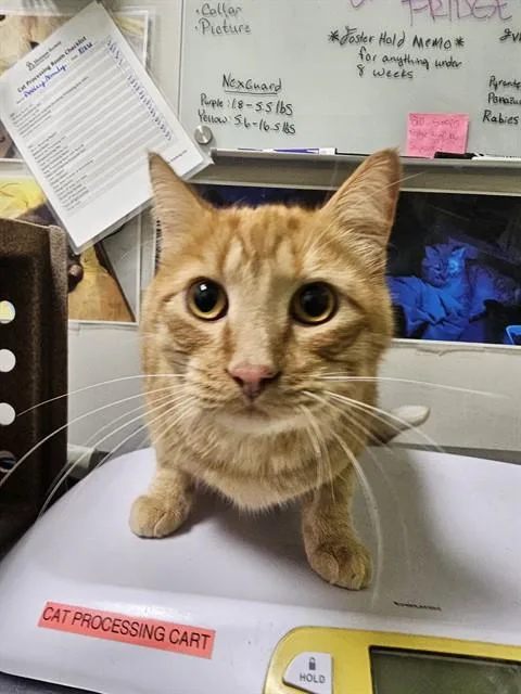 A young medium-sized male Domestic Short Hair cat named Deke for adoption in Colorado Springs, CO