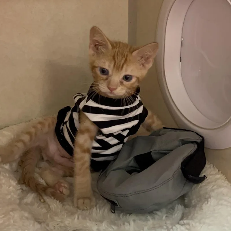 A baby small-sized male Orange / Red Domestic Medium Hair cat named Bud Light for adoption in Westminster, CA